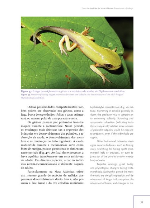 Guia dos Anfíbios da Mata Atlântica - Diversidade e Biologia - Image 3
